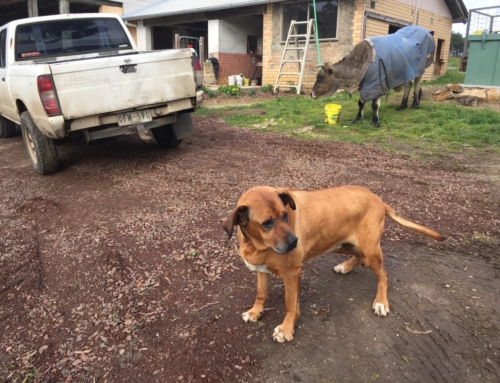 Farm Mascot…